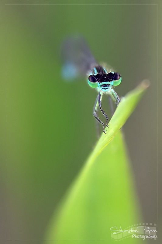 Agrion