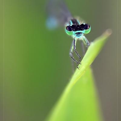 Agrion