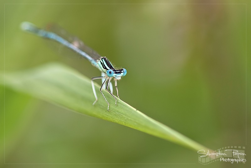 Agrion