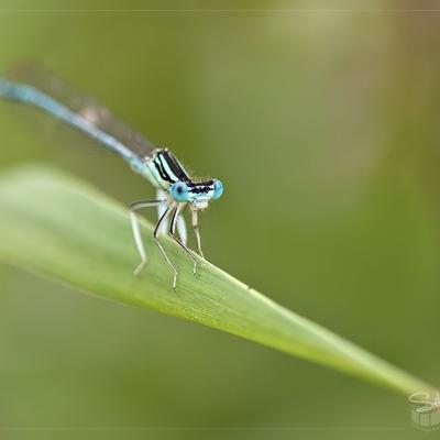 Agrion