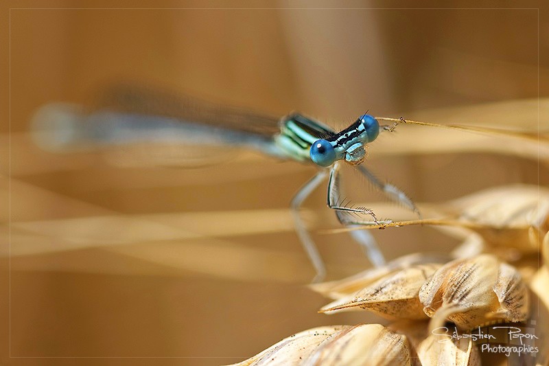 Agrion