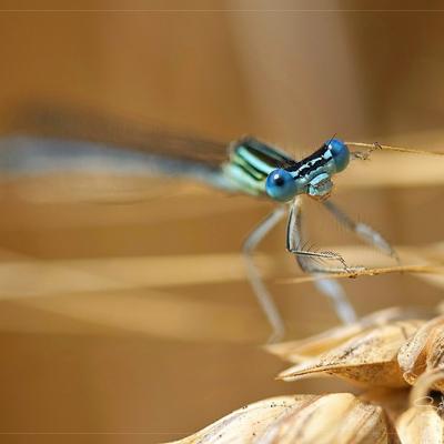 Agrion