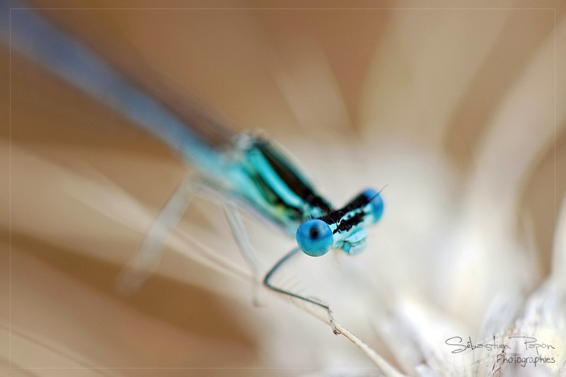 Agrion