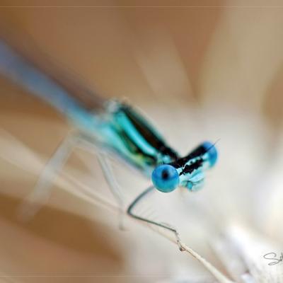 Agrion