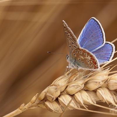 Macrophotographie