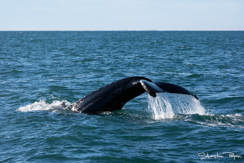 Baleine_IMG_12080