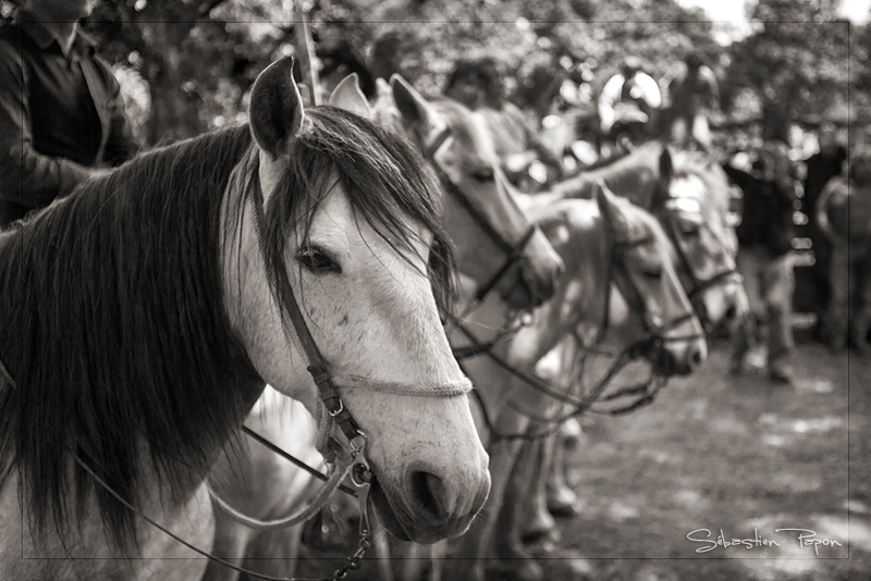 Chevaux Camarguais