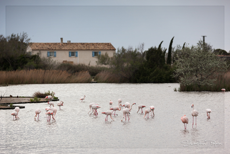 Flamants 