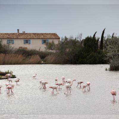 Flamants 