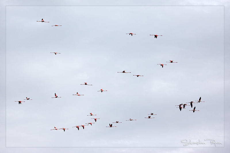 Flamants en vol