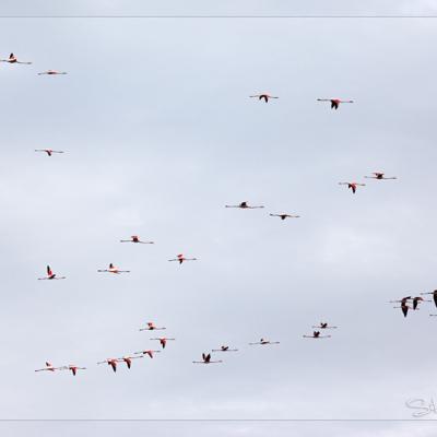 Flamants en vol