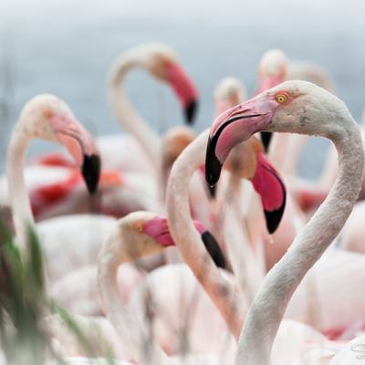 Flamants roses