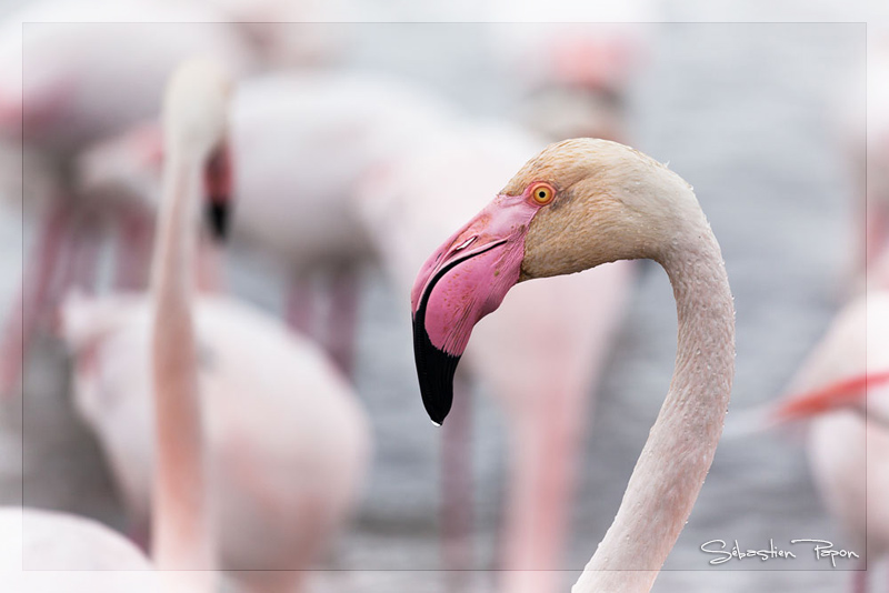 Flamants roses