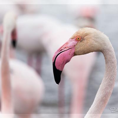 Flamants roses