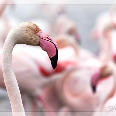 Flamants roses