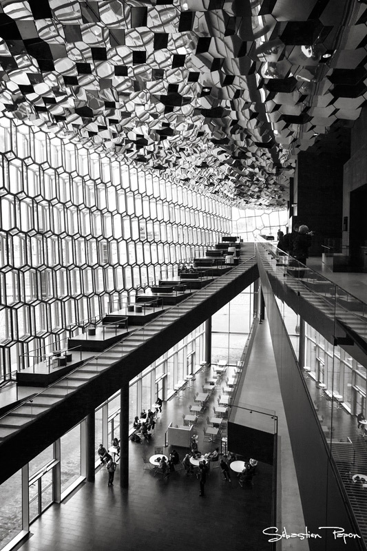 Harpa_IMG_9503