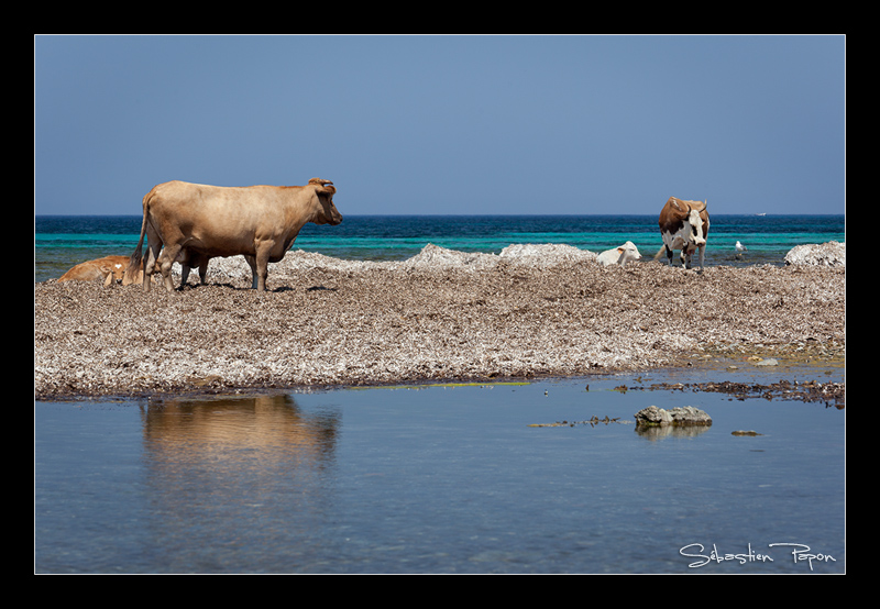 Vaches Corses