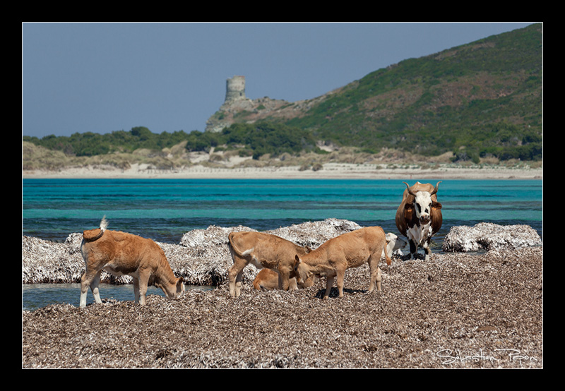 Vaches Corses