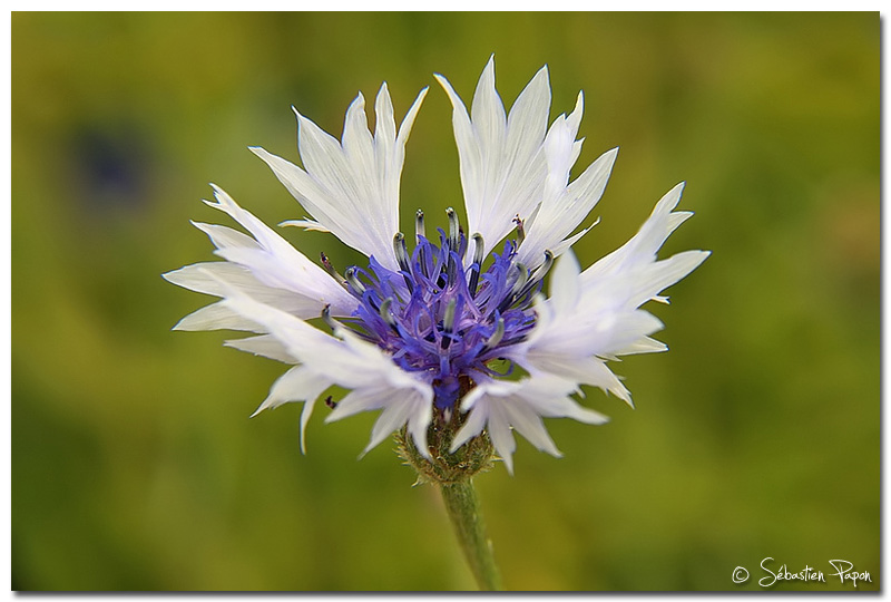 Bleuet Blanc