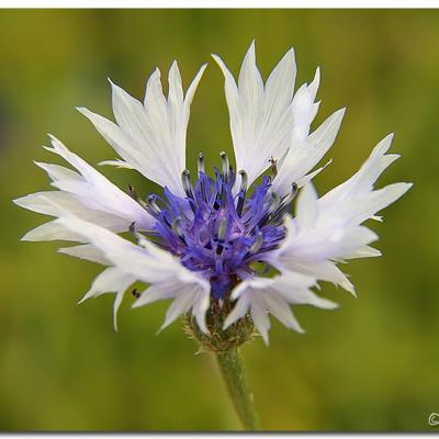 Bleuet Blanc