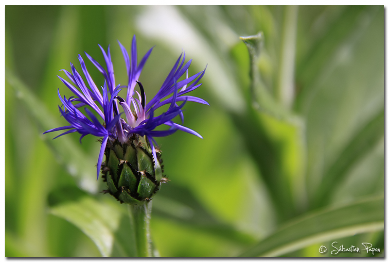 Centaurea montana