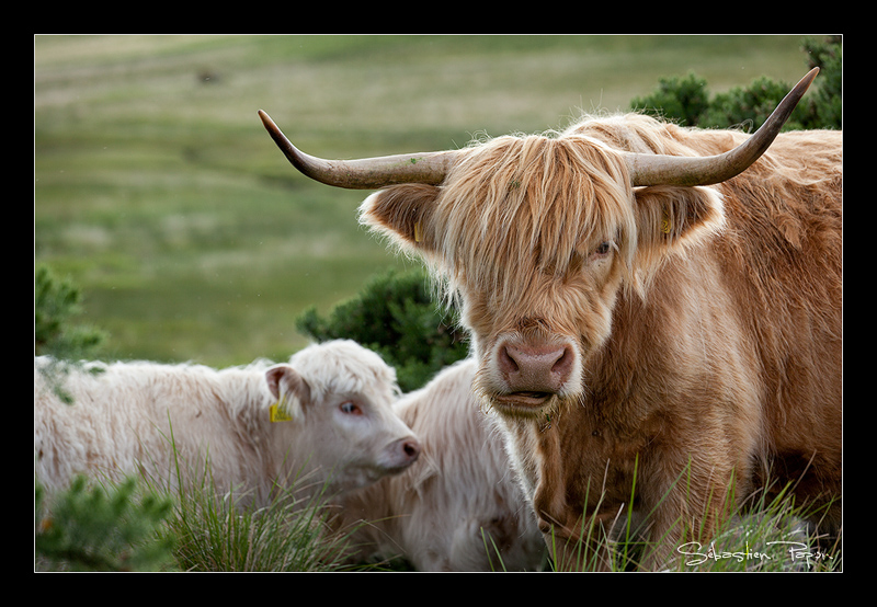 Highland Cow