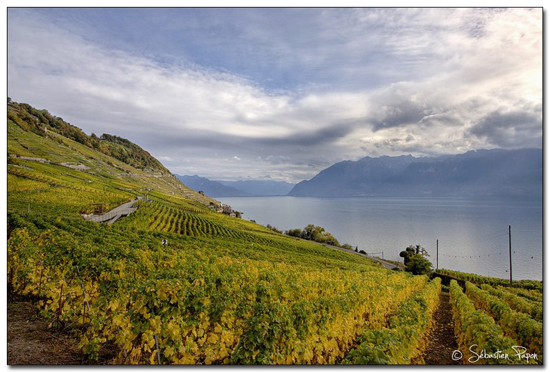 Lavaux 04