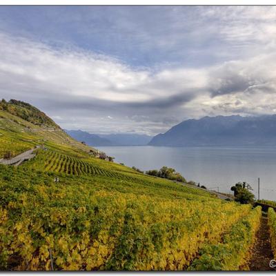 Lavaux 04