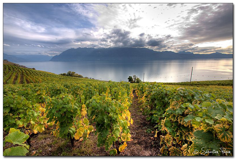 Lavaux 03