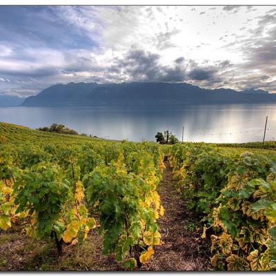 Lavaux 03