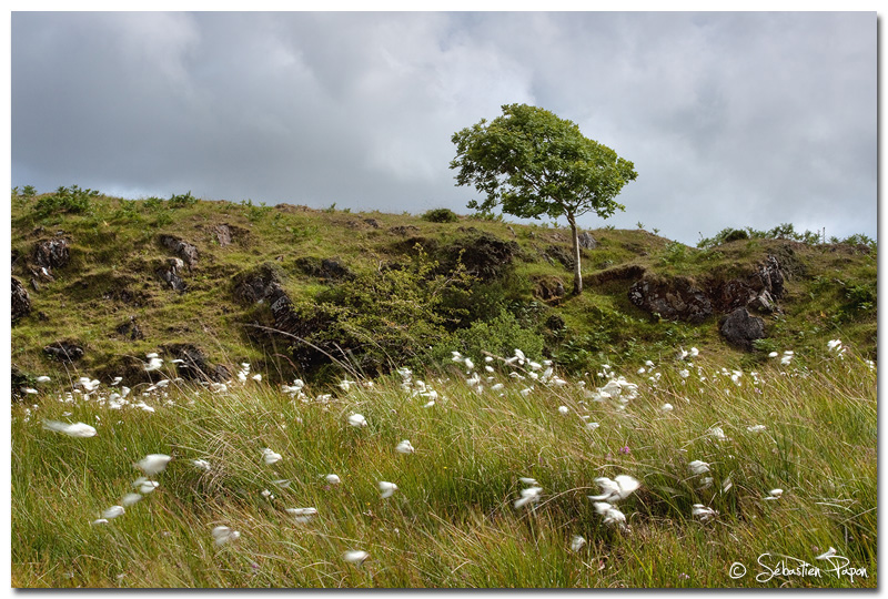 Connemara Landscape