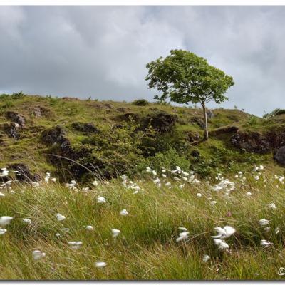 Connemara Landscape