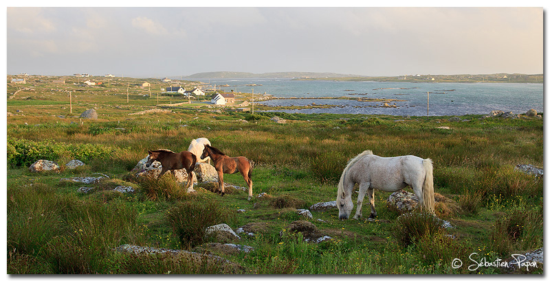 The horse Family