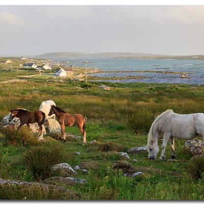 The horse Family