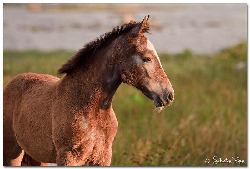 Young horse