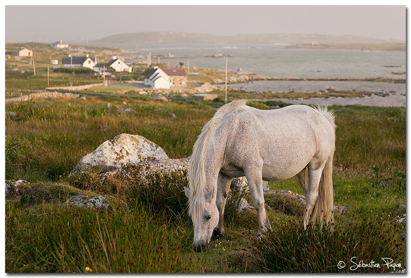 Connemara horse