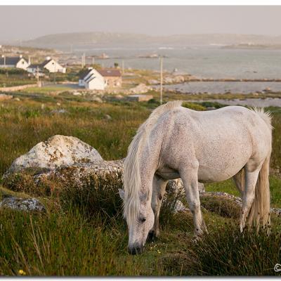 Connemara horse