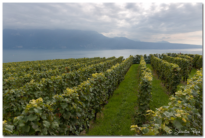 Lavaux 01