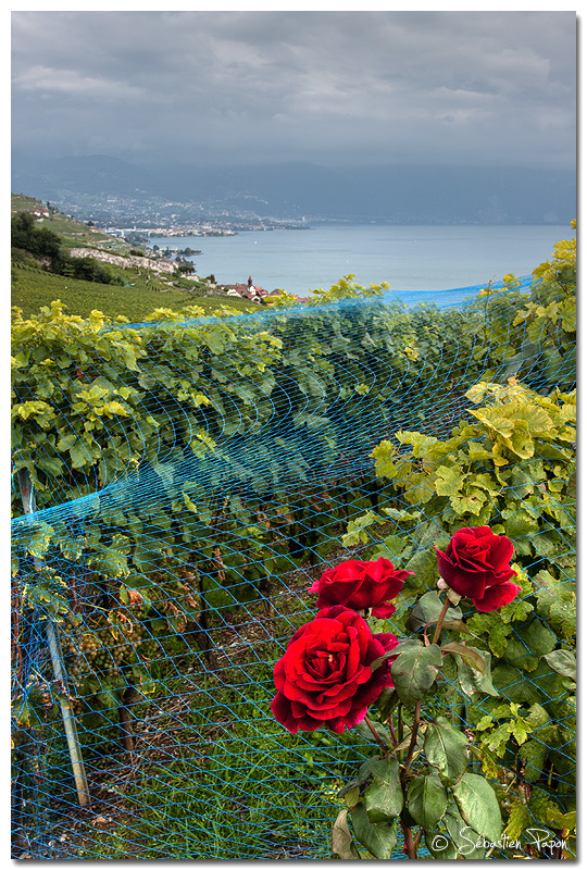 Roses de vignes