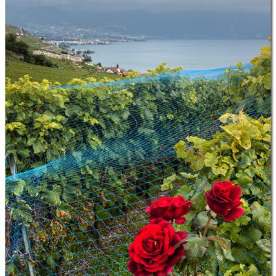 Roses de vignes