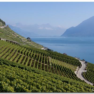 Lavaux 05