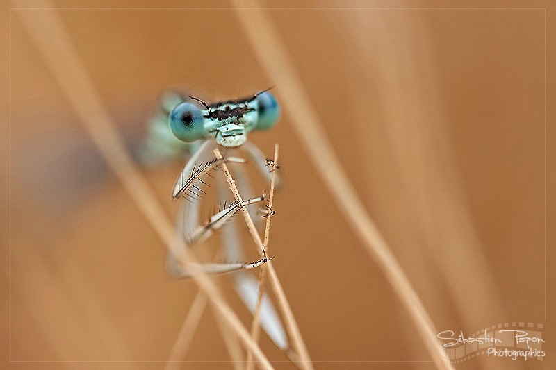 Agrion