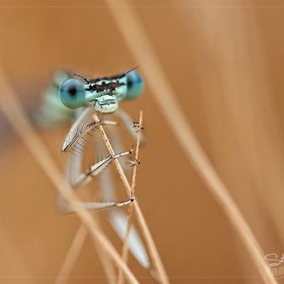 Agrion