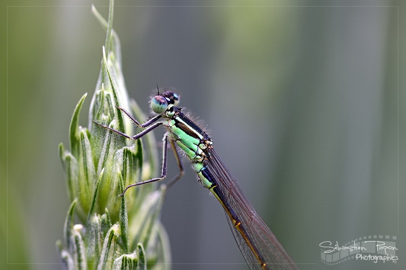 Agrion