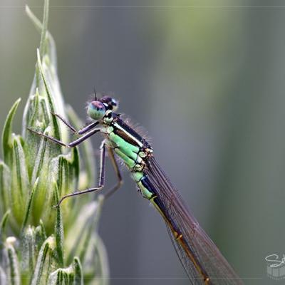 Agrion