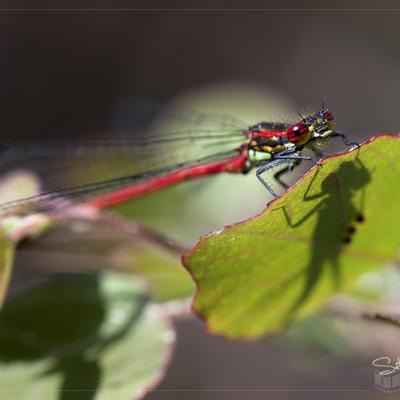 Agrion