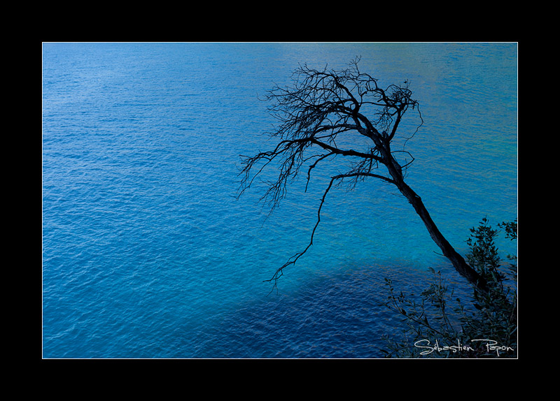 Arbre bleu