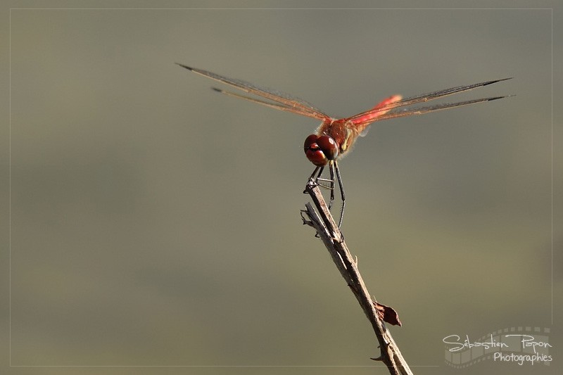 Sympetrum