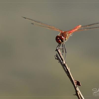 Sympetrum