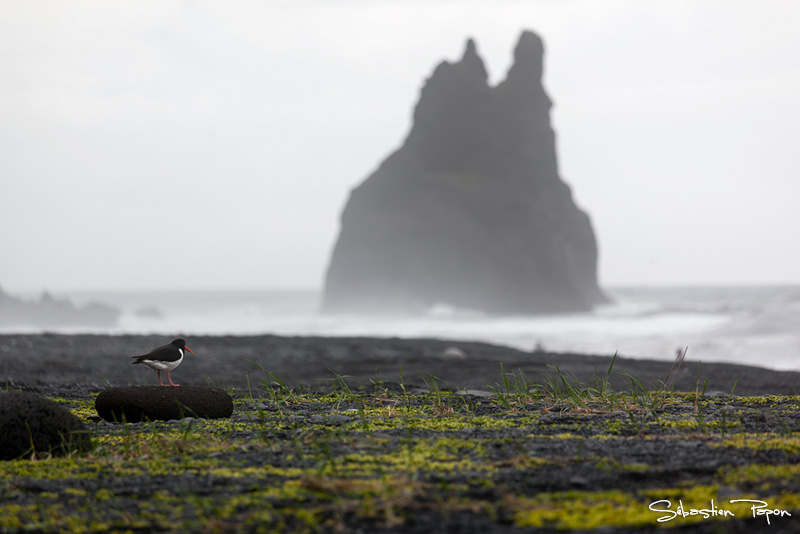 Reynisdrangar_IMG_9676